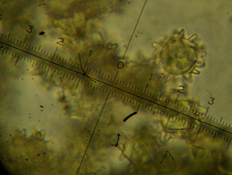 Asterophora lycoperdoides ....aggiornamento